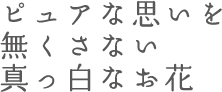 ピュアな思いを無くさない真っ白なお花